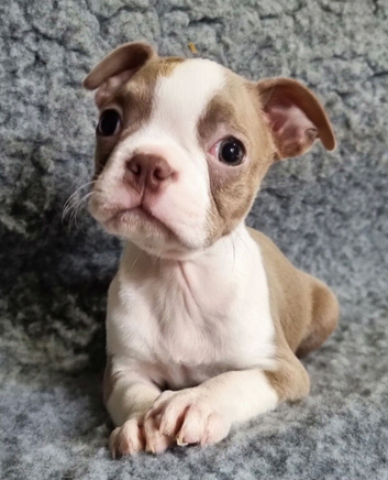 Stunning kc lilac Boston Terrier Puppy