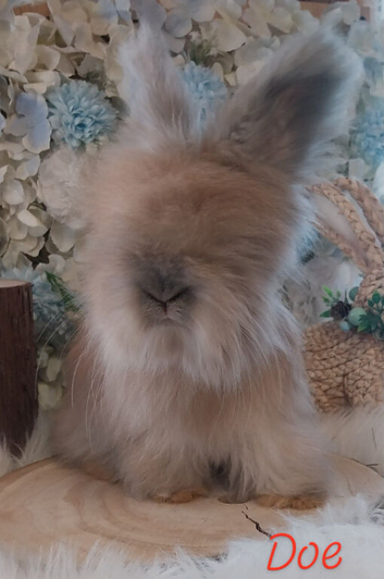 2 beautiful Angora Babies Ready now