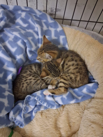 Stunning Bengal cross kittens last 1