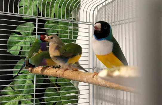 Gouldian finches