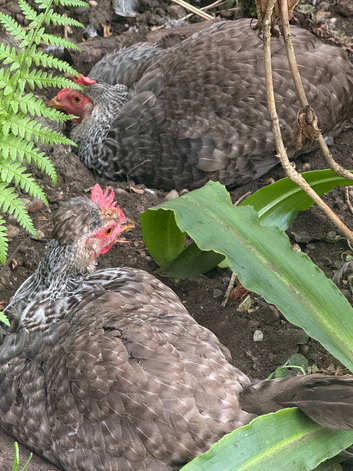Cream legbar hens