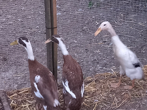 2 runner duck females