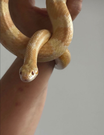 Two beautiful snakes for sale