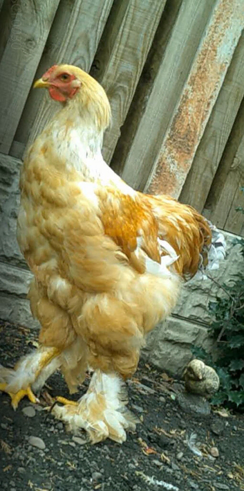 Handsome Lemon Pyle Brahma roosters