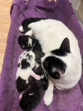 3 Beautiful kittens ready in 4 weeks