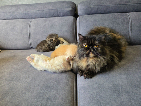 Beautiful Persian Kittens
