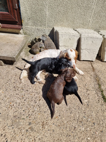 Cocker pup Molly still available