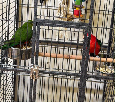 Australian King-Parrot
