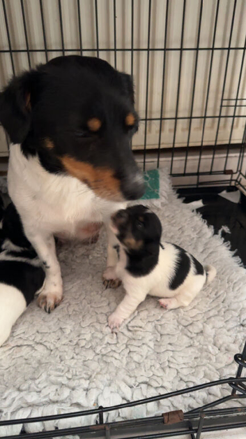 Jack Russell puppies