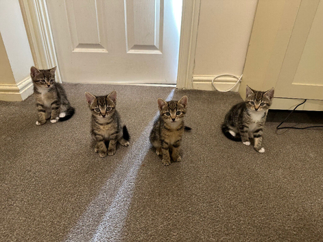 4 tabby kittens available
