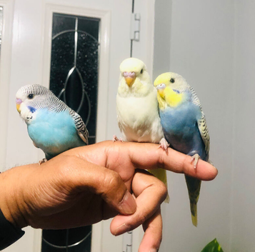 Beautiful colour&rsquo;s Baby Budgies for sale.