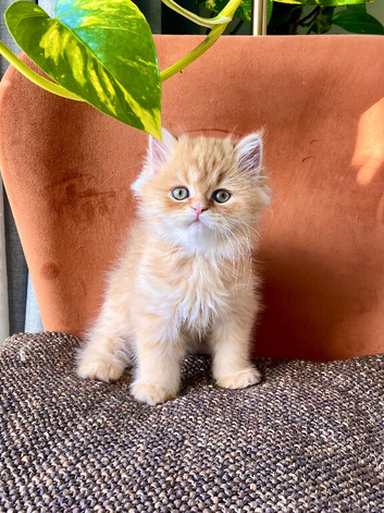 Adorable Persian exotic boy kittens