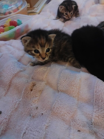 Kittens
