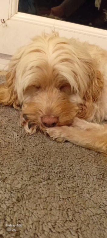 Cockapoo female