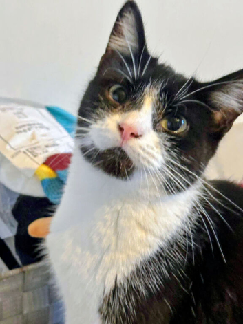Sasha is ready for a loving forever home