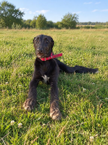 Deerhound cross lurcher