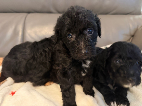 Miniature borderdoodles