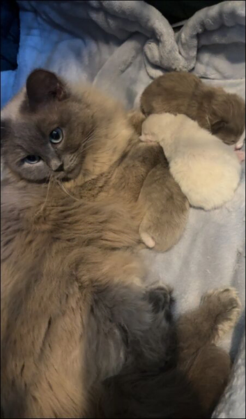 Full pedigree registered tica mink/sepia babies