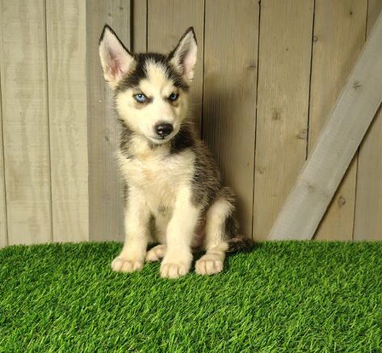 Siberian Husky