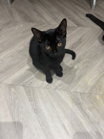 Female needing a new home