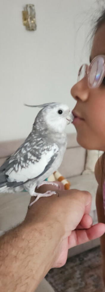 Fully tame and Hand reared Cockatiel