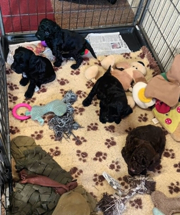 F1b SPROODLE PUPPIES FROM 5* LICENCED BREEDER