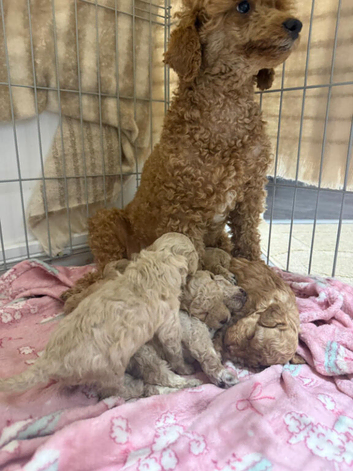 KC REGISTERED TOY POODLES