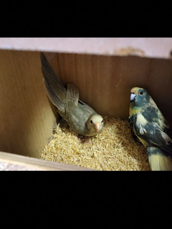 Male and female kakarikis