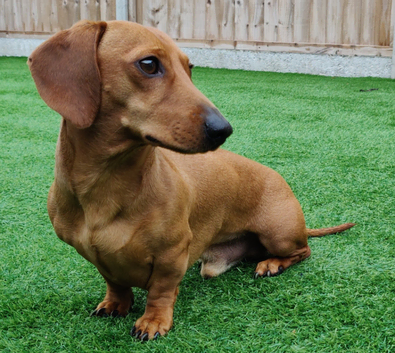Miniature Shaded Red Dachshund for Stud PRA Clear