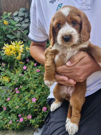 Beautiful Cockapoo Puppies