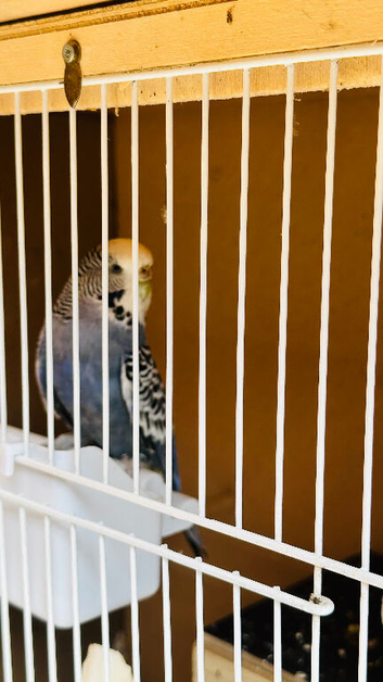 Proven Breeding Pair Budgies