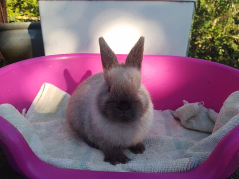 Baby Netherland Dwarf Rabbits for Sale