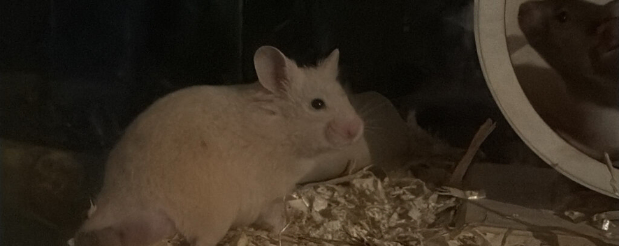 4x Young Syrian Hamsters