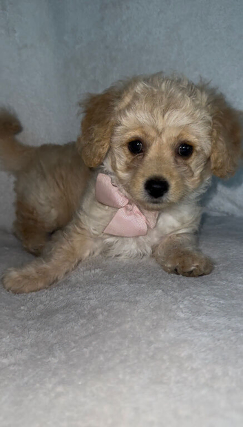 Beautiful Maltese x Puppy