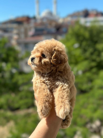 Beautiful Asian maltipoo puppies