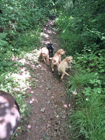 labrador puppies
