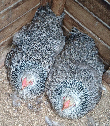 3 silver pencilled wyandotte pullets