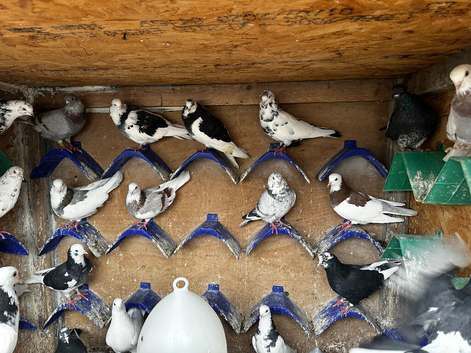 Birmingham roller pigeons for sale