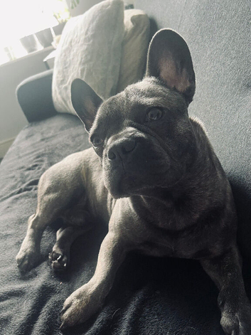 urgent, puppy for sale