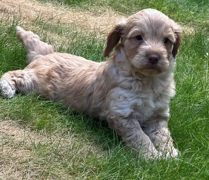 F1 cockapoo