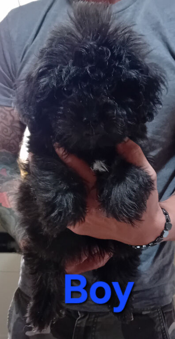 Tiny Jackapooshih pups 1 boy 2 girls left