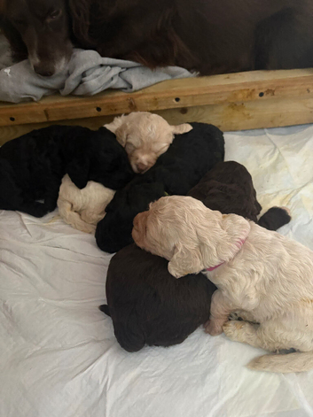 Beautiful F1 cockapoo puppies