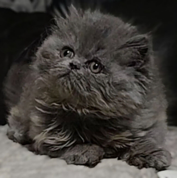 Pedigree persian kittens GCCF Registered