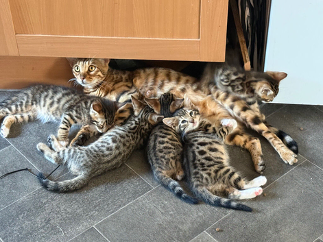 Beautiful bengal kittens