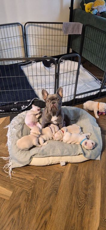 Cream French Bulldog puppies (open to offers)