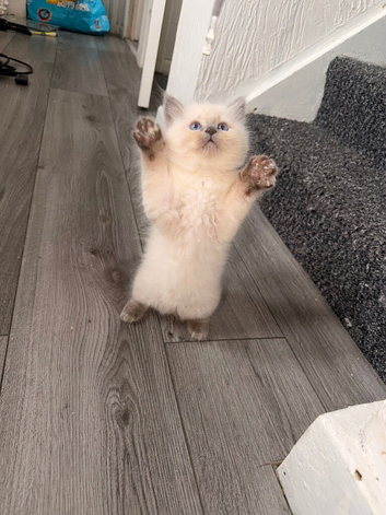 1 Girl Left - Purebred Blue Point & Blue Mitted Kittens