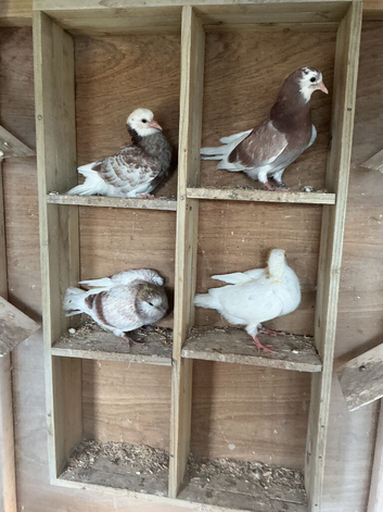 Young rollers for sale