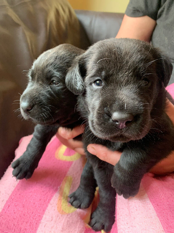 Kc registered black Labradors