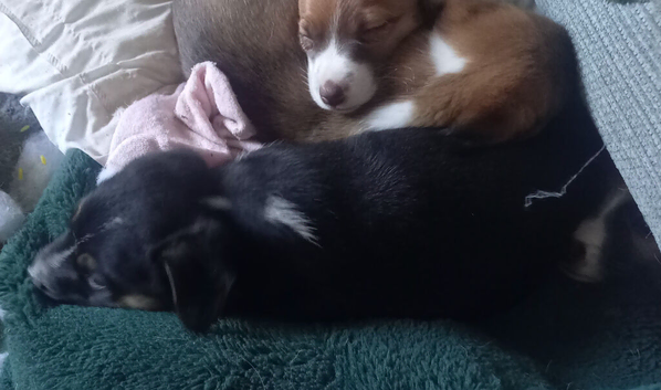 Two male adorable Jack Russells