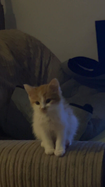 Kitten